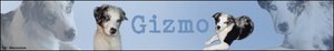 Gizmo.jpg