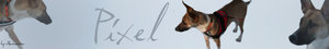 Pixel.jpg