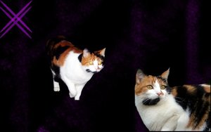 nickyyschatzz 333 .jpg