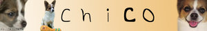 chico.jpg