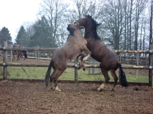 Maison Rouge & Le Roselet 086.JPG