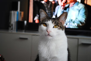 Woody Augen klein.jpg