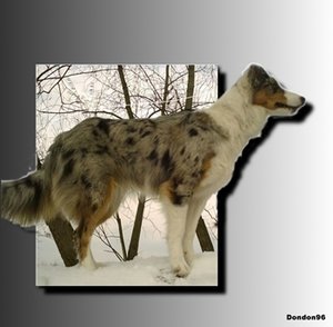 Fee mit Schatten.jpg