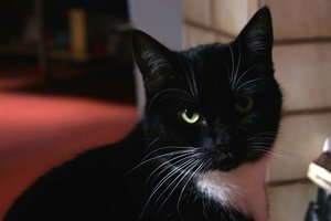 Kimba ohne Blitz.JPG