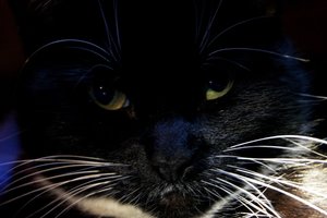 Kimba ohne Blitz2.JPG