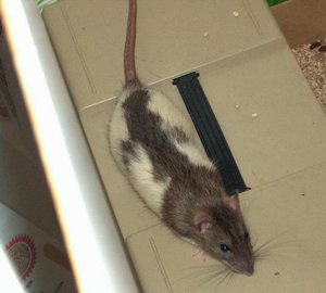 Ratten gewusel 1.9.2010 044 -2.JPG