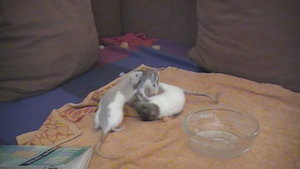 29. 02.07.2010 Pearl, Nelly und Chula.JPG