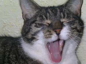 Kanzo.jpg (49)Internet.jpg