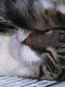 Kanzo.jpg (54)Internet.jpg