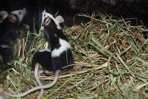 DSC_3262 - Kopie.JPG