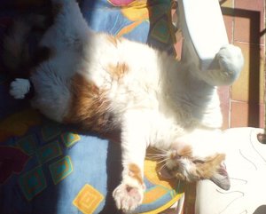 Floh beim strecken.JPG