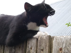 Blackie gÃ¤hnt.jpg