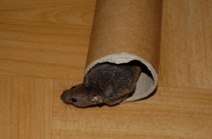 DSC_8743 - Kopie.JPG