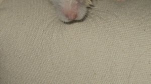 IMG_38522.JPG IMG_38522.JPG