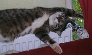 Kanzo.jpg (53) - Kopie.JPG