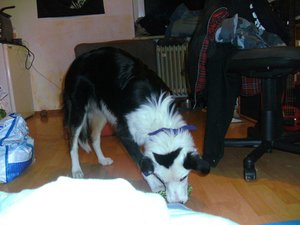 Copy of BILD5012.JPG