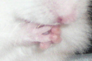 P1050895 Tierforum.jpg