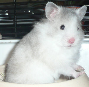 P1050940 Tierforum.jpg