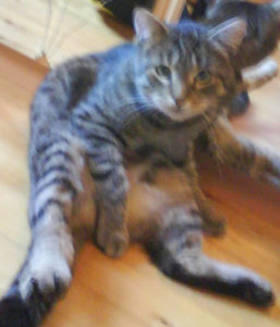 Foto 0142 Tierforum.jpg