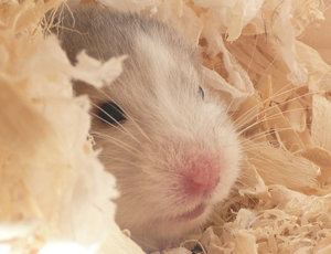 P1060079 Tierforum.jpg