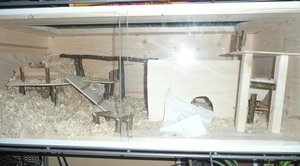 P1060109 tierforum.jpg