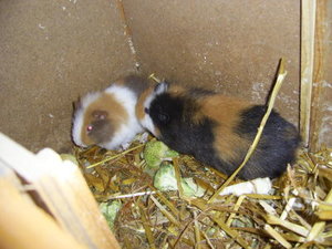 meerschweinchen002.jpg
