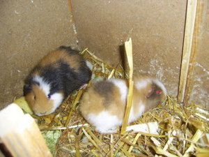 meerschweinchen003.jpg