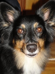 Buddy nach Kastra (02. Juni 2010) (3).JPG