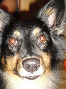 Buddy nach Kastra (02. Juni 2010) (2).JPG