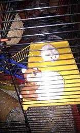 käfig6.JPG käfig6.JPG