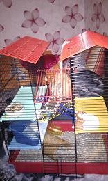 käfig5.JPG käfig5.JPG