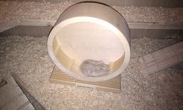 käfig1.JPG käfig1.JPG