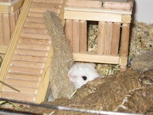 Hanfmatte muss ins haus.JPG