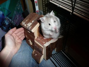 P1060484 tierforum.jpg