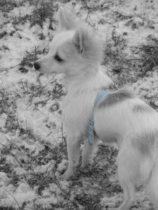 fame gassi 2 tierforum Kopie.jpg