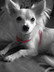 fame geschirr18 Kopie.jpg