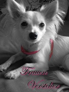 fame geschirr18Kopie.jpg