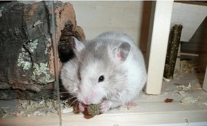 P1060622 tierforum.jpg