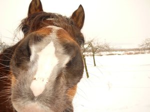 Arabie 96 - Jahreszeit Winter.jpg