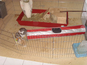 Gehege_24h.jpg Gehege_24h.jpg