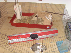 Gehege_sauber.jpg Gehege_sauber.jpg