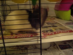 Erbsen fressen 06.10.11 010.jpg