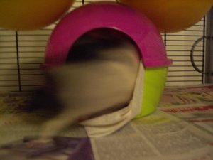 Erbsen fressen 06.10.11 009.jpg