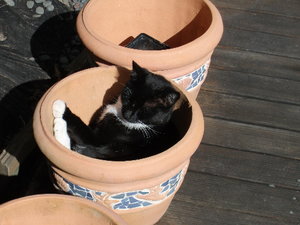 Blackie im Topf.jpg