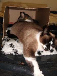 Cleo und Hobbes in der Box.jpg