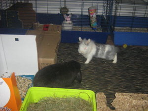 Lori, Loki, Haggard.jpg