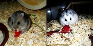 Picnik-Collage.jpg Picnik-Collage.jpg