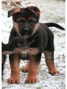 k-schaeferhund 12 wochen.jpg