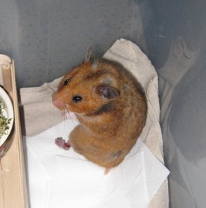 abbys klumpfuÃŸ.JPG