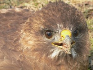 15-03-06 verletzt gross3.jpg 15-03-06 verletzt gross3.jpg